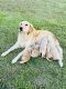 Golden Retriever Puppies for sale in Raleigh, NC, USA. price: $1,400