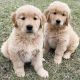 Golden Retriever Puppies for sale in NJ-27, Edison, NJ, USA. price: $300