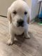 Golden Retriever Puppies for sale in Greenville, SC 29607, USA. price: NA