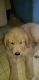 Golden Retriever Puppies for sale in Maricopa, CA 93252, USA. price: $600