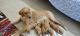 Golden Retriever Puppies for sale in Sector 2, Greater Noida, Uttar Pradesh 203207, India. price: NA