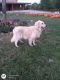 Golden Retriever Puppies for sale in Princeton, MO 64673, USA. price: NA