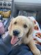 Golden Retriever Puppies for sale in Lenexa, KS, USA. price: $500