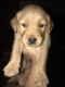 Golden Retriever Puppies for sale in Alexandria, AL 36250, USA. price: $600