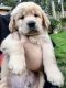 Golden Retriever Puppies for sale in Puyallup, WA 98375, USA. price: $1,400