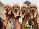 Golden Retriever Puppies for sale in Chandigarh, India. price: 22000 INR