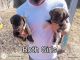 Golden Retriever Puppies for sale in Wichita, KS, USA. price: $100