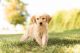 Golden Retriever Puppies for sale in Easton, PA, USA. price: $650