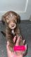 Golden Retriever Puppies for sale in Neligh, NE 68756, USA. price: NA