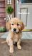 Golden Retriever Puppies for sale in Swanville, MN 56382, USA. price: NA