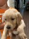 Golden Retriever Puppies for sale in Gilroy, CA 95020, USA. price: NA