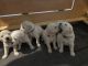 Golden Retriever Puppies for sale in Bossier City, LA, USA. price: NA