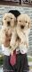 Golden Retriever Puppies for sale in Dehradun, Uttarakhand, India. price: 12000 INR