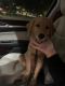 Golden Retriever Puppies for sale in San Francisco, CA, USA. price: $1,500