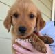 Golden Retriever Puppies for sale in Anderson, TX 77830, USA. price: $800