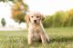 Golden Retriever Puppies for sale in Greenwood, IN, USA. price: $650
