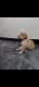 Golden Retriever Puppies for sale in Tilpat, Faridabad, Haryana 121003, India. price: 15000 INR
