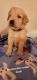Golden Retriever Puppies for sale in Poplarville, MS 39470, USA. price: NA