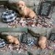Golden Retriever Puppies for sale in Franklin, GA 30217, USA. price: NA