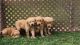 Golden Retriever Puppies for sale in Hanley Falls, MN 56245, USA. price: NA