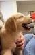 Golden Retriever Puppies for sale in Kaysville, UT 84037, USA. price: $600