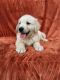 Golden Retriever Puppies for sale in San Francisco, CA, USA. price: $500