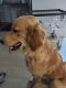 Golden Retriever Puppies for sale in Long Island City, NY 11109, USA. price: NA
