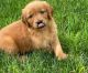 Golden Retriever Puppies for sale in San Diego, CA, USA. price: $800