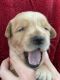 Golden Retriever Puppies for sale in 5004 Cobalt Ct, Greenacres, FL 33463, USA. price: NA