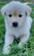 Golden Retriever Puppies for sale in Grants Pass, OR, USA. price: $400