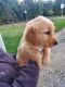 Golden Retriever Puppies for sale in Hauppauge, NY, USA. price: NA
