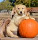 Golden Retriever Puppies for sale in Centereach, NY, USA. price: $600