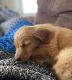 Golden Retriever Puppies for sale in Arvada, CO, USA. price: $1,100