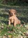 Golden Retriever Puppies for sale in Beaver Dam, WI 53916, USA. price: NA