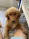 Golden Retriever Puppies for sale in Palm Springs, CA, USA. price: $1,000