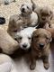 Golden Retriever Puppies for sale in Durham, CA, USA. price: NA