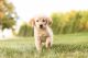 Golden Retriever Puppies for sale in Kearney, NE, USA. price: $650