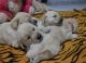 Golden Retriever Puppies for sale in Kunnamkulam, Kerala, India. price: 17000 INR