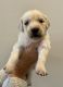Golden Retriever Puppies for sale in Clarksville, TN 37043, USA. price: $1,250
