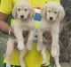 Golden Retriever Puppies for sale in Uttam Nagar, Delhi, 110059, India. price: 14000 INR