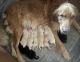 Golden Retriever Puppies for sale in Lexington, KY 40509, USA. price: NA