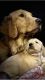 Golden Retriever Puppies for sale in Apache Junction, AZ, USA. price: $800