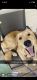 Golden Retriever Puppies for sale in Decatur, IL, USA. price: $200
