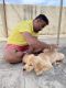 Golden Retriever Puppies for sale in Arehalli, Uttarahalli Hobli, Bengaluru, Karnataka 560061, India. price: 13000 INR