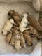 Golden Retriever Puppies for sale in Durham, CA, USA. price: NA