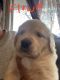 Golden Retriever Puppies for sale in Oberlin, OH 44074, USA. price: NA