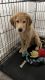 Golden Retriever Puppies for sale in Pembroke Pines, FL 33028, USA. price: $700