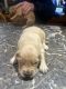Golden Retriever Puppies for sale in Barker, NY 14012, USA. price: NA