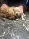 Golden Retriever Puppies for sale in Barker, NY 14012, USA. price: NA
