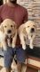 Golden Retriever Puppies for sale in Patancheruvu, Telangana, India. price: 15000 INR